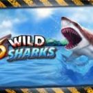  6 Wild Sharks 