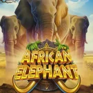 African Elephant 