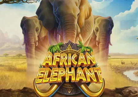 African Elephant 