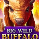 Big Wild Buffalo 