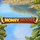 Money Moose 