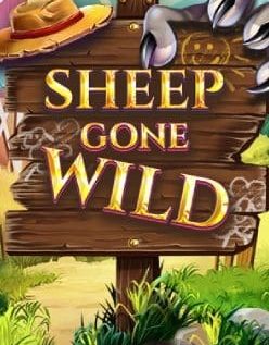 Sheep Gone Wild 