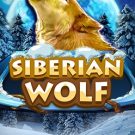 Siberian Wolf 