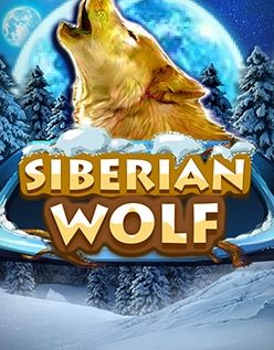 Siberian Wolf 