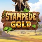 Stampede Gold 