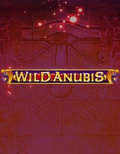 Wild Anubis 